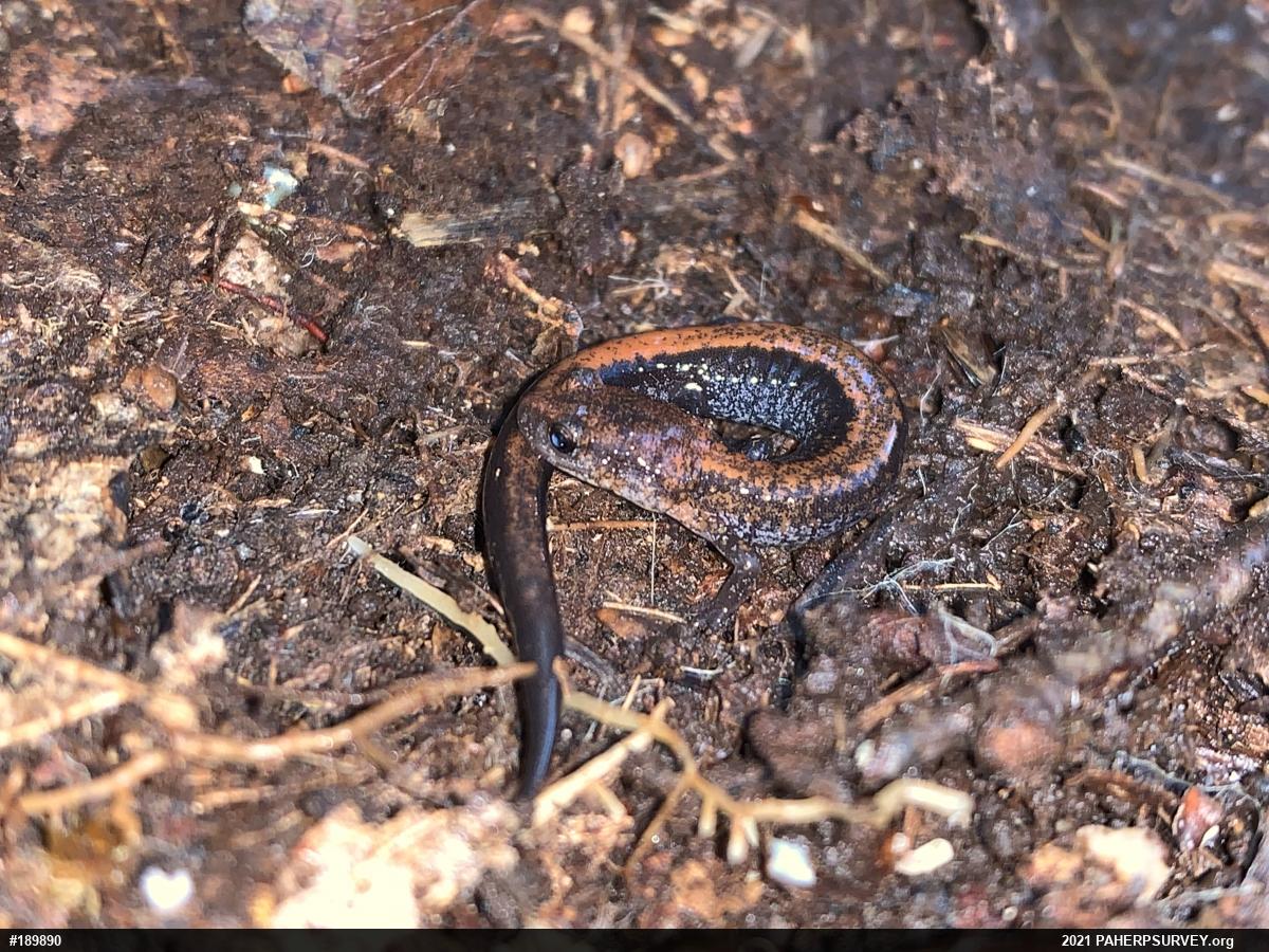 Eastern Red-backed  Salamander