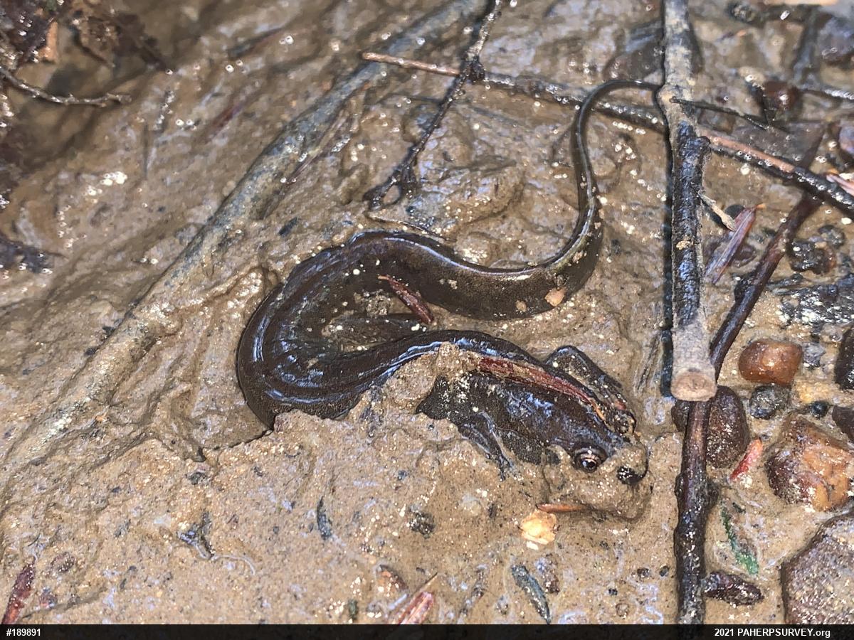 Northern Dusky Salamander