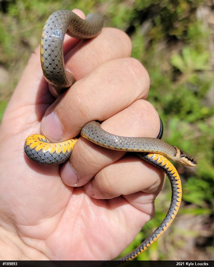 Northern Ring-necked Snake