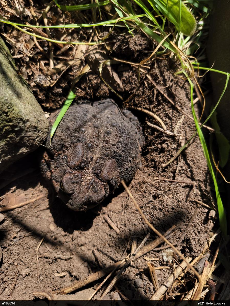 Eastern American Toad