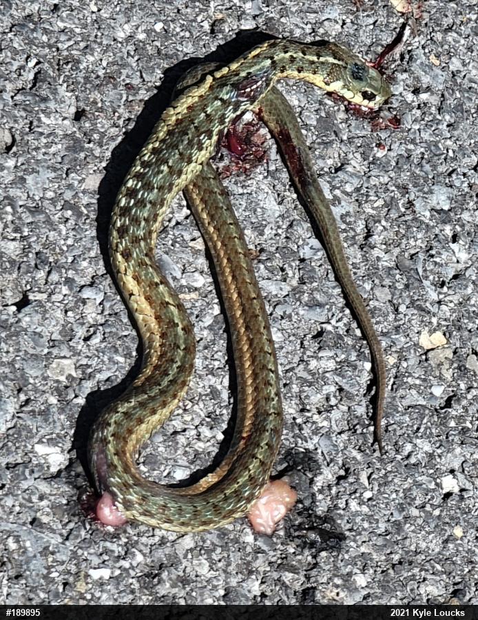 Eastern Gartersnake