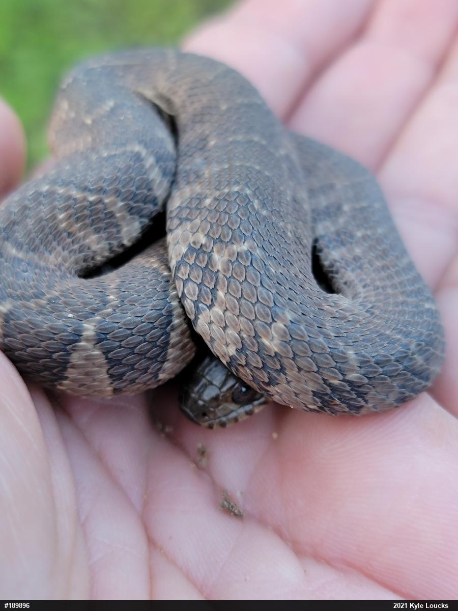 Northern Watersnake
