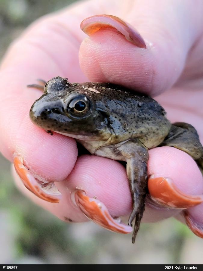 American Bullfrog