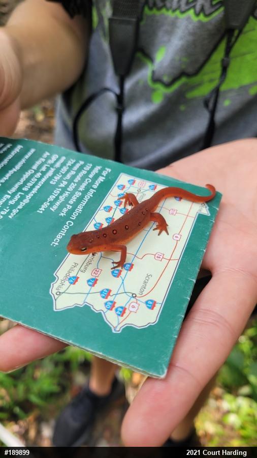 Red-spotted Newt