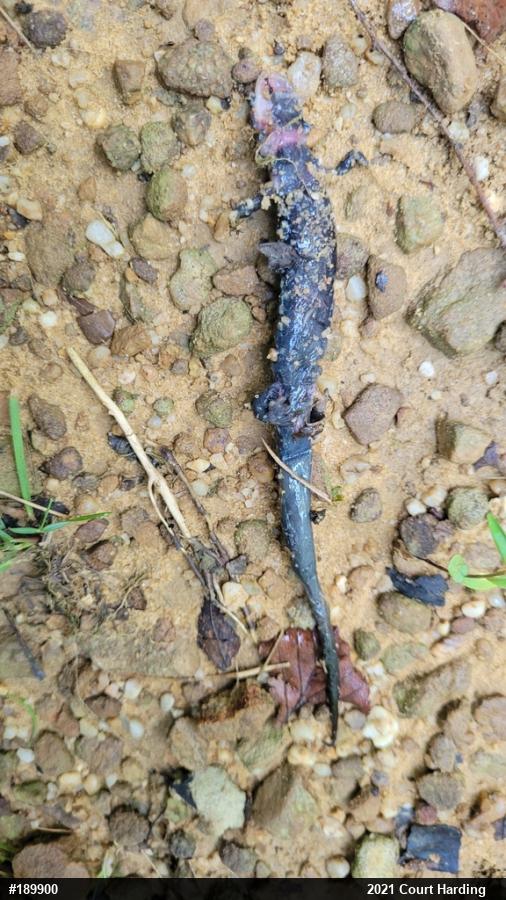 Northern Slimy Salamander