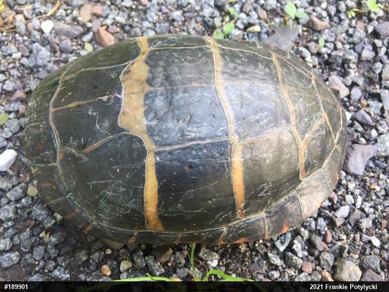 Eastern Painted Turtle