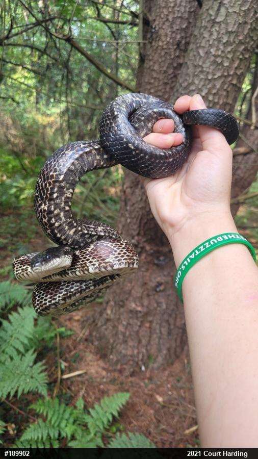 Eastern Ratsnake