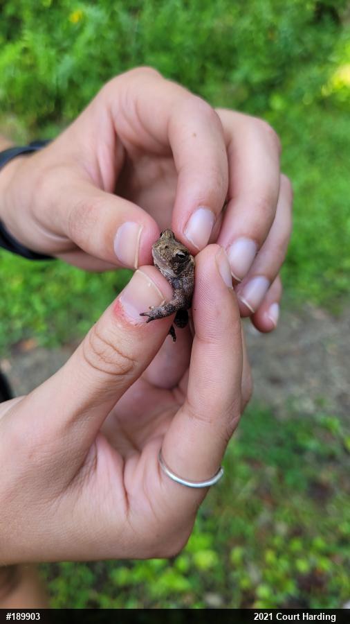 True Toads