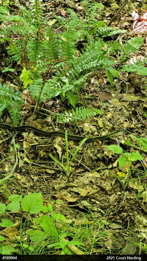 Eastern Gartersnake