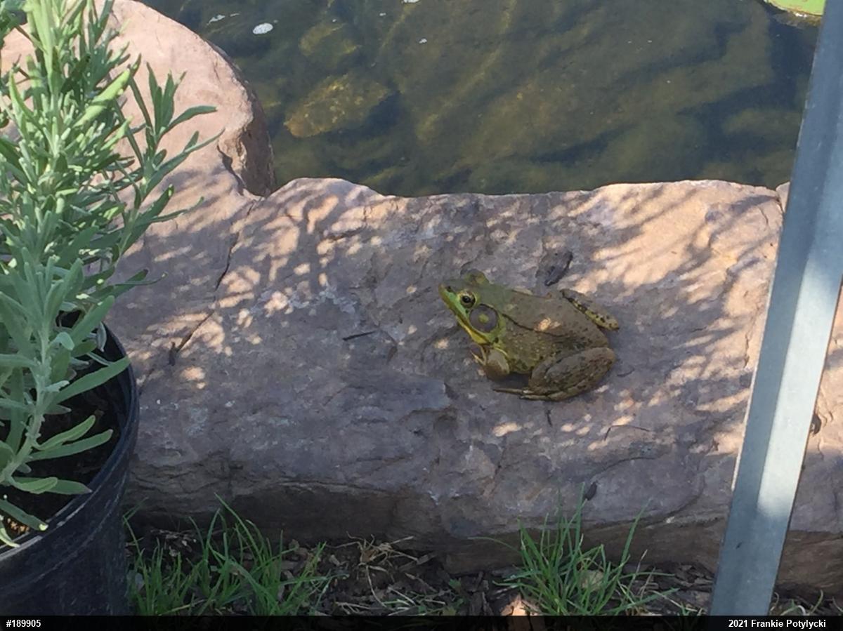 Green Frog