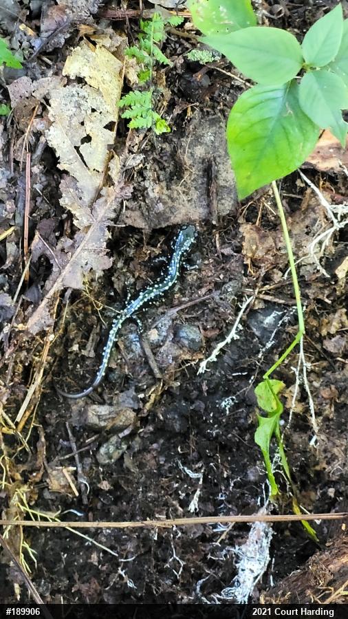 Northern Slimy Salamander