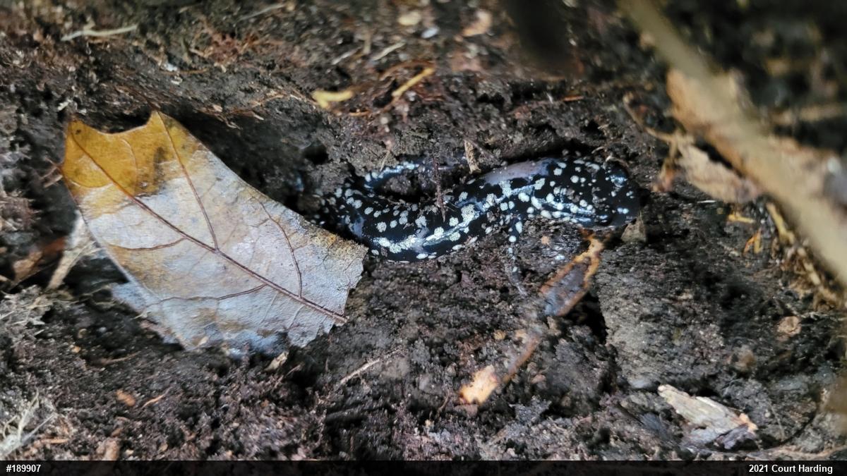 Northern Slimy Salamander