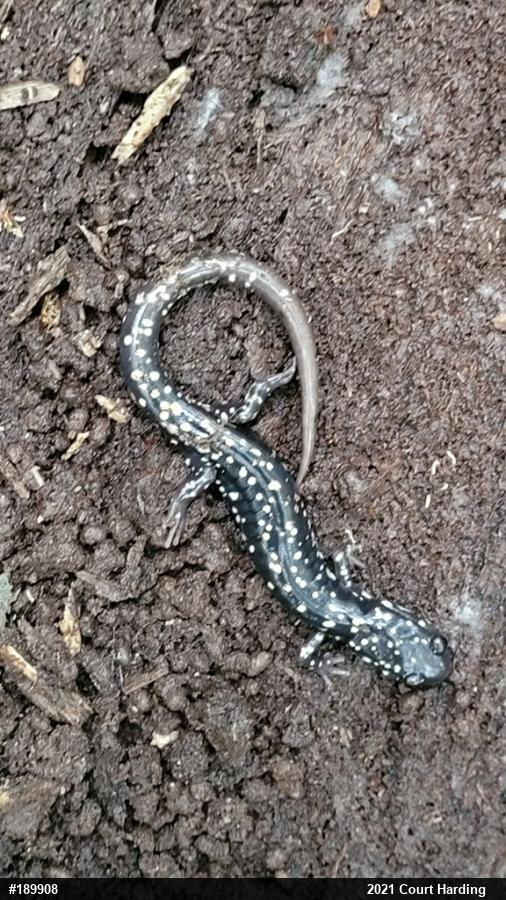 Northern Slimy Salamander