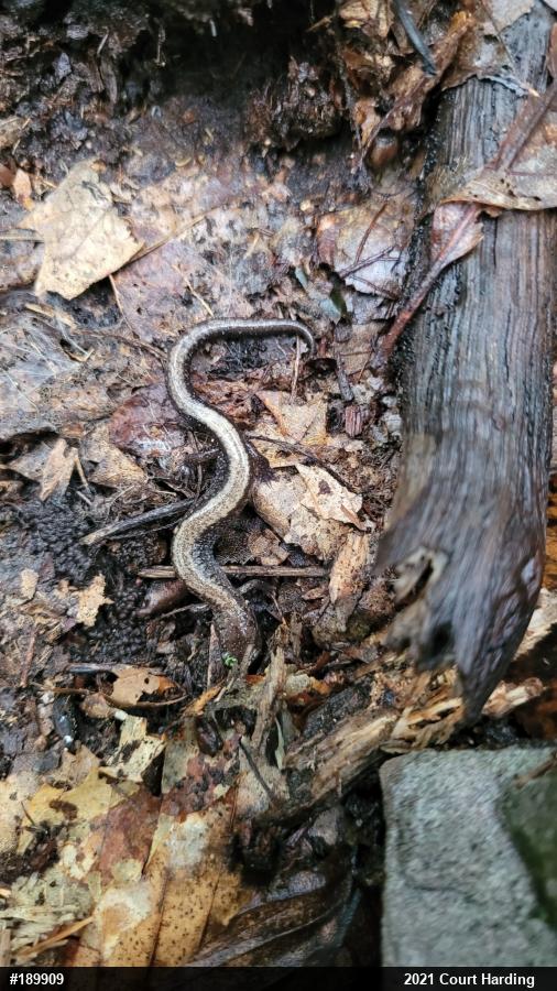 Eastern Red-backed  Salamander
