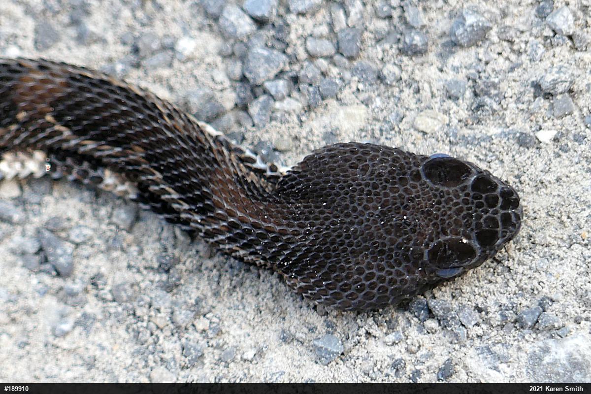 Timber Rattlesnake
