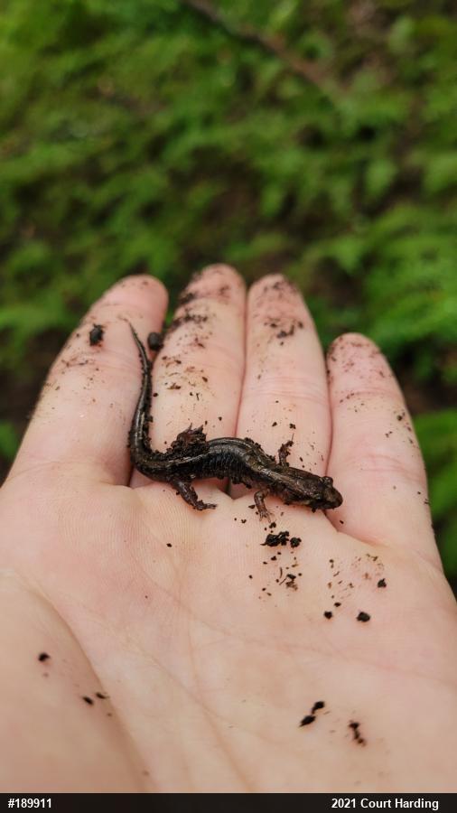 Allegheny Mountain Dusky Salamander