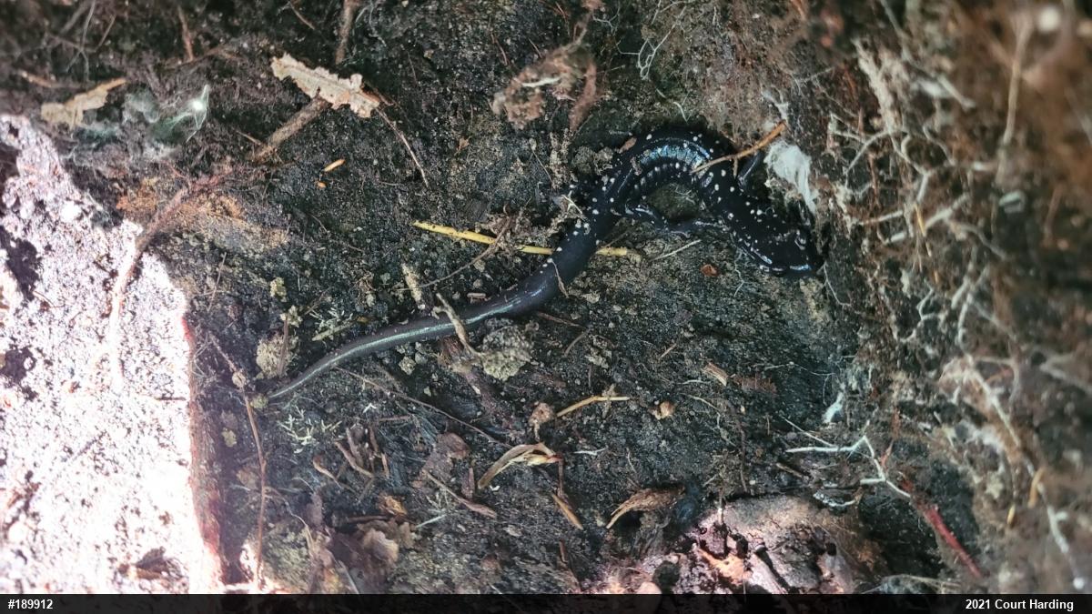Northern Slimy Salamander