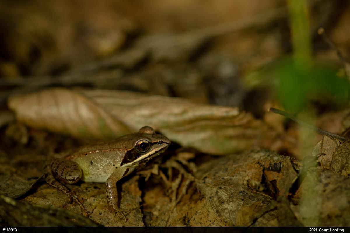 Wood Frog