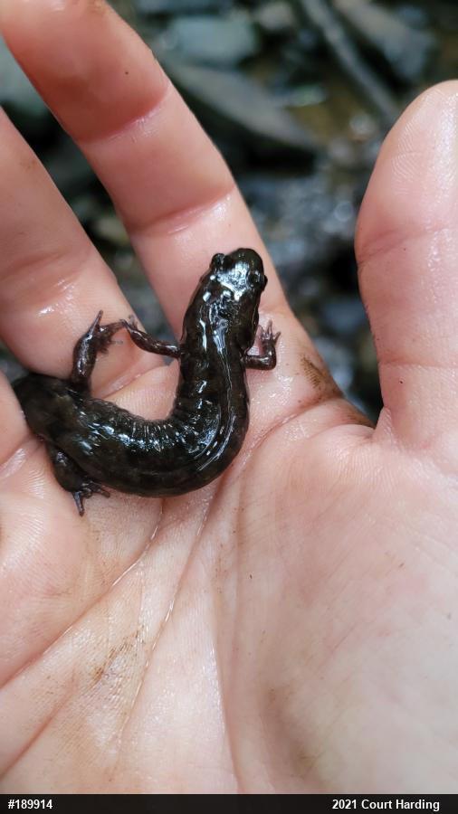 Seal Salamander