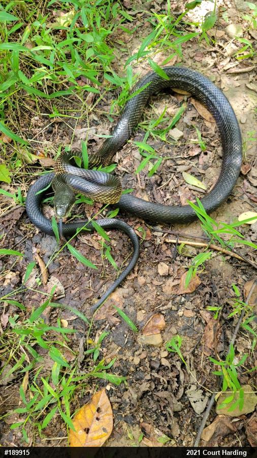 Eastern Ratsnake