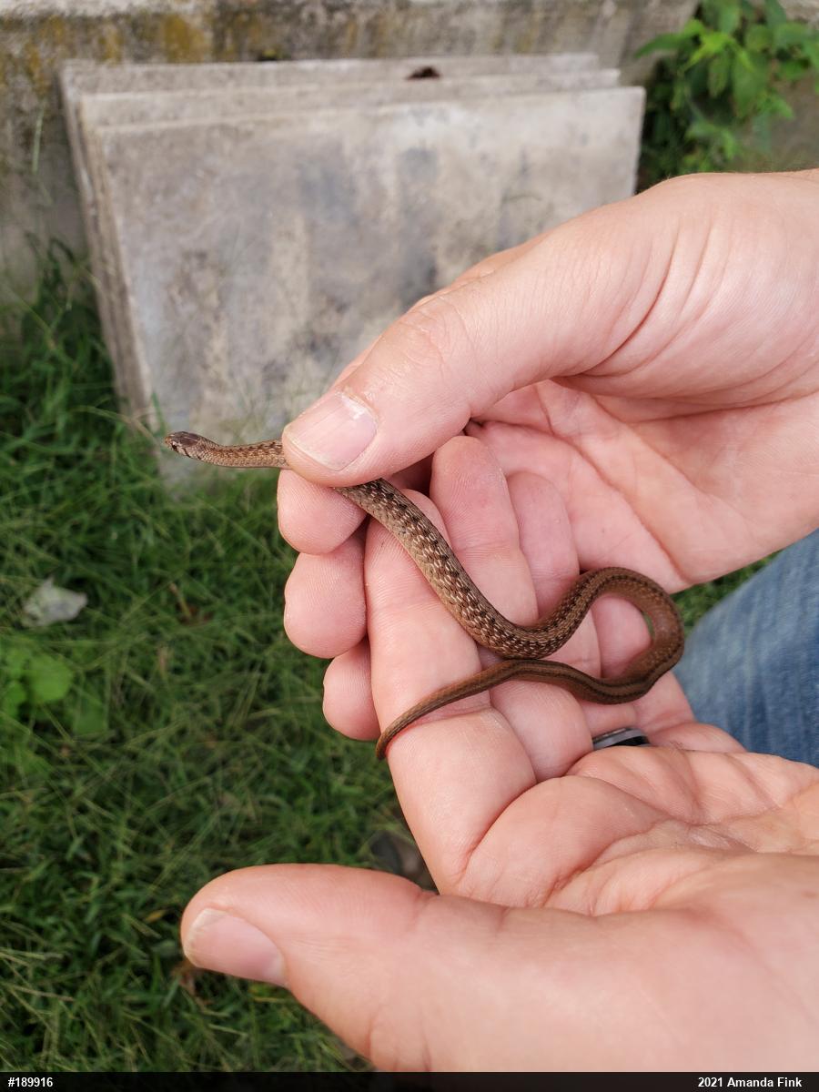 Dekay's Brownsnake