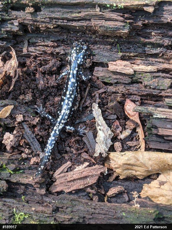 Northern Slimy Salamander