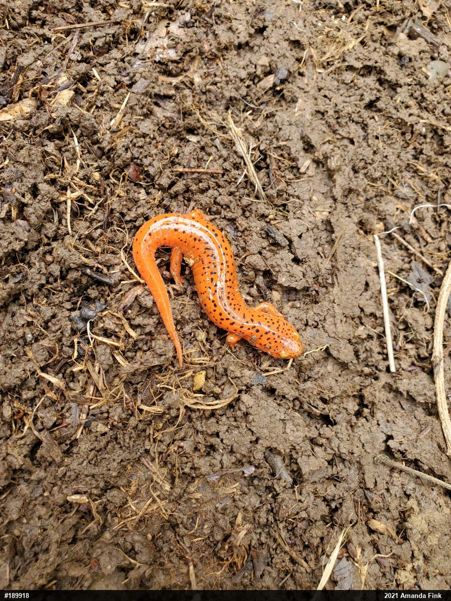 Northern Red Salamander
