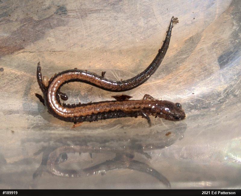 Eastern Red-backed  Salamander