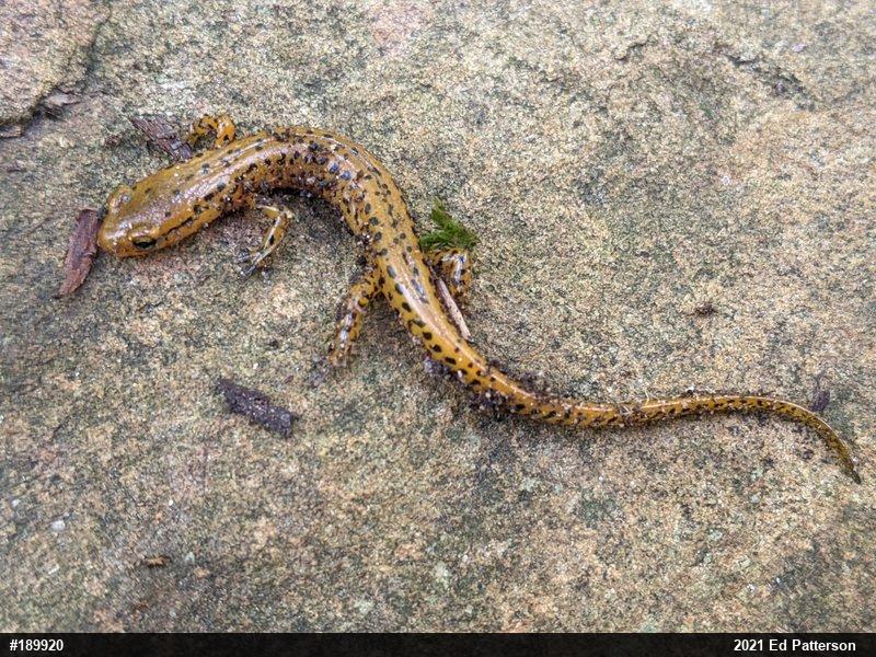 Eastern Long-tailed Salamander