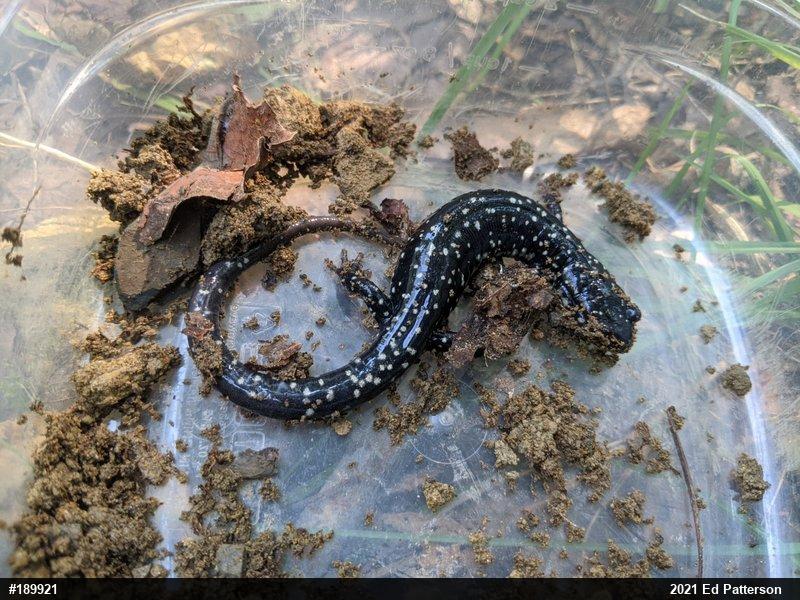 Northern Slimy Salamander