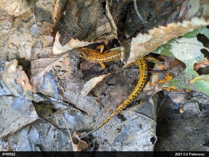 Eastern Long-tailed Salamander