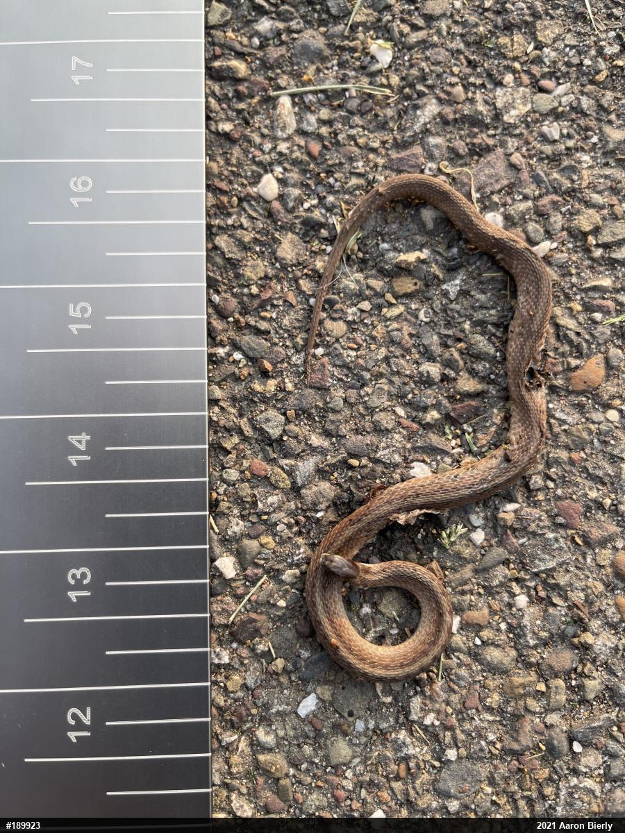 Dekay's Brownsnake