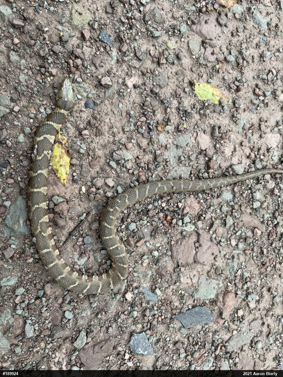 Northern Watersnake