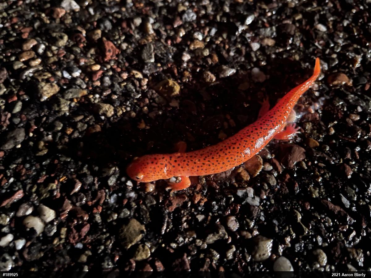 Northern Red Salamander