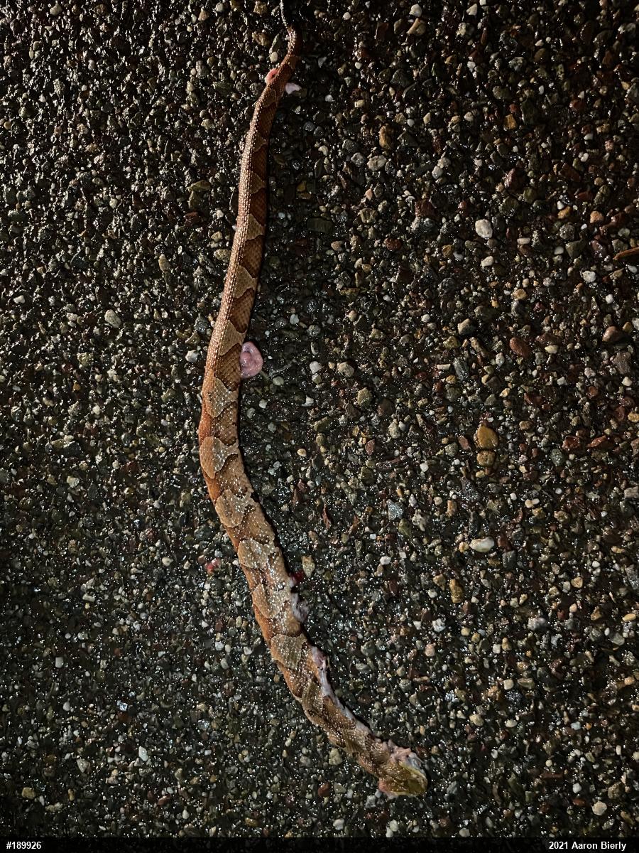 Northern Copperhead