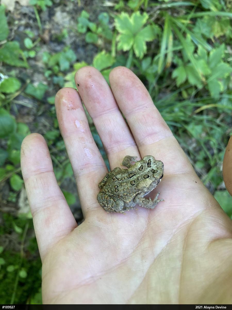 Eastern American Toad