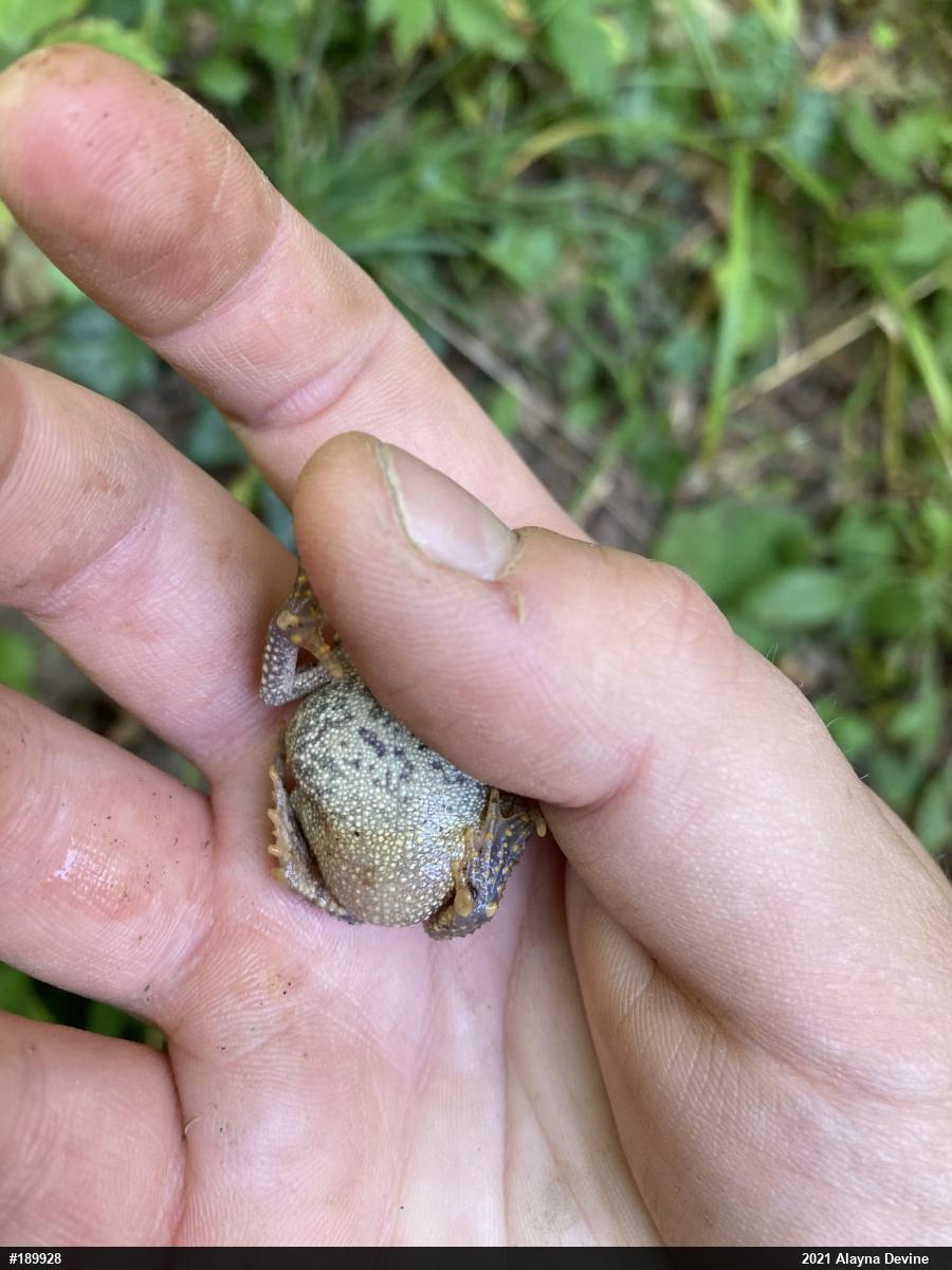 Eastern American Toad