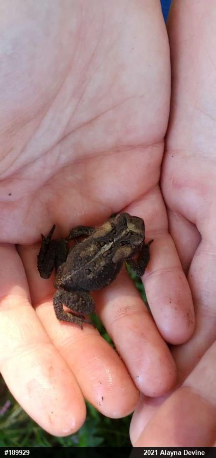 Eastern American Toad