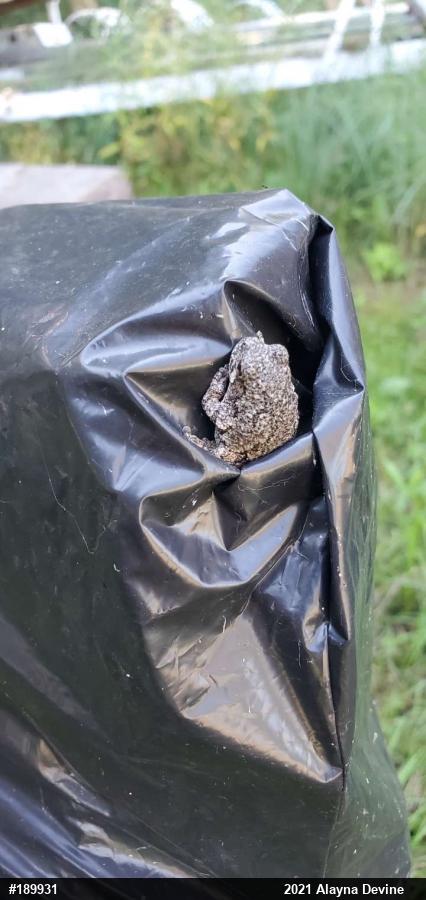 Unknown Gray Treefrog