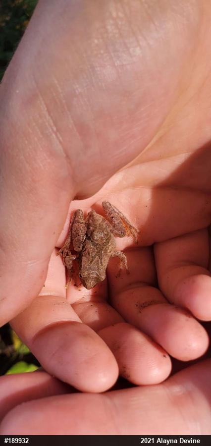 Spring Peeper