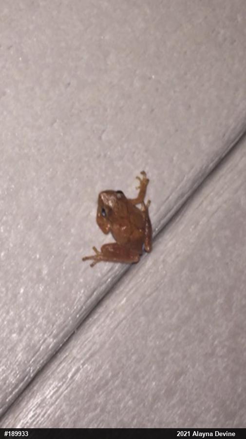Spring Peeper