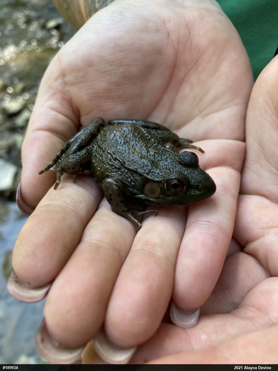 Green Frog
