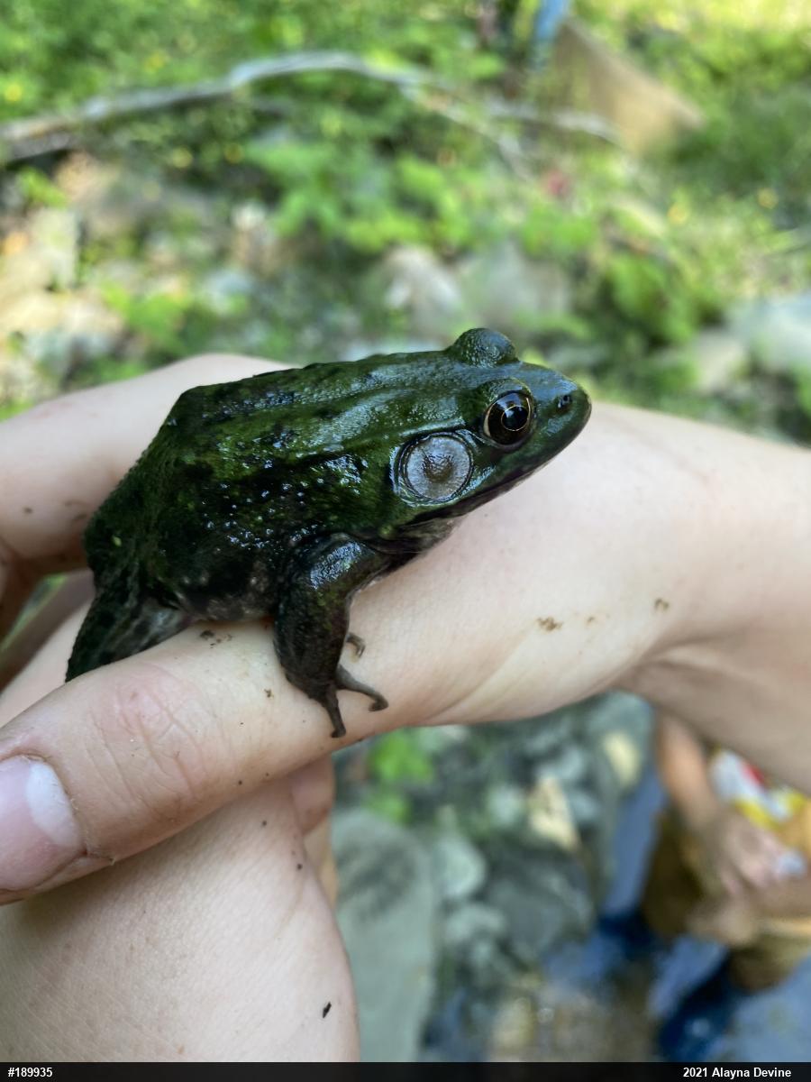 Green Frog