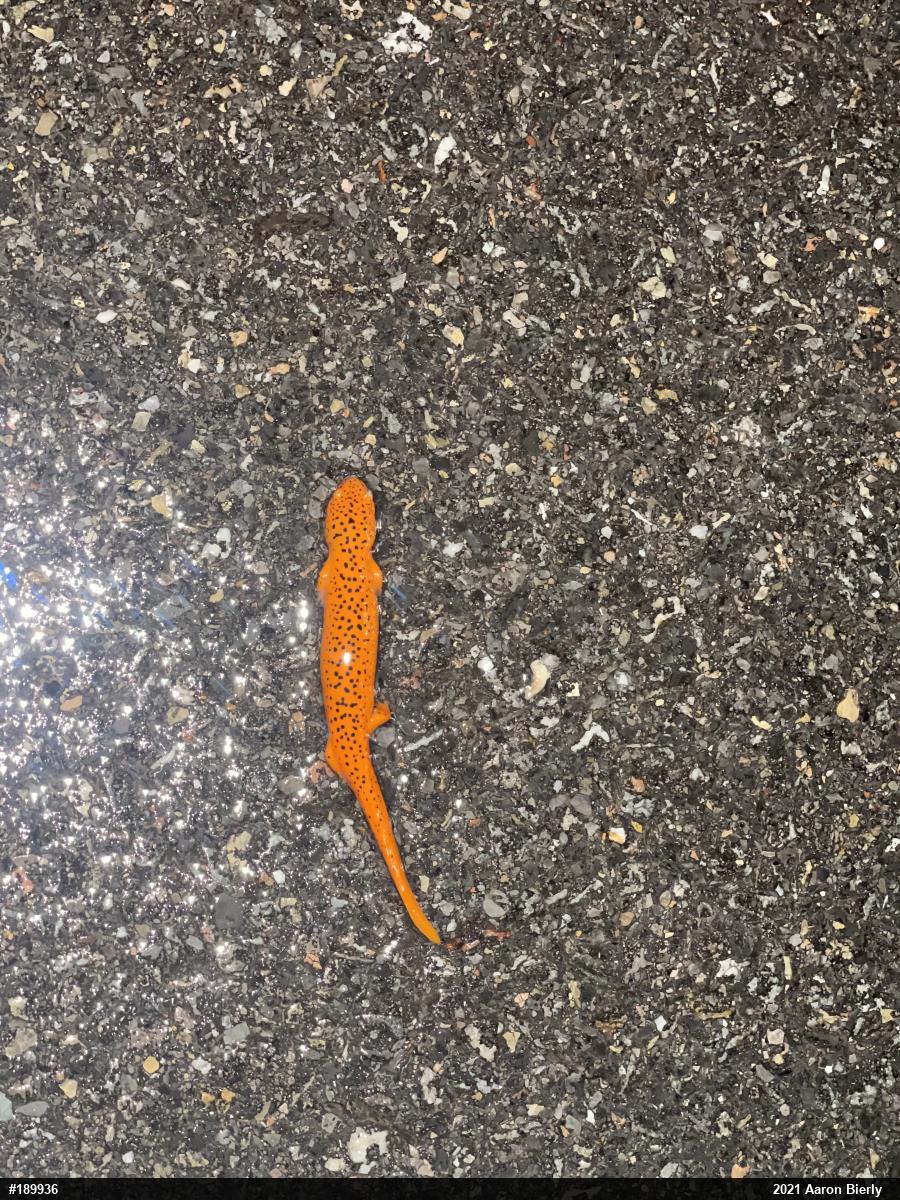 Northern Red Salamander