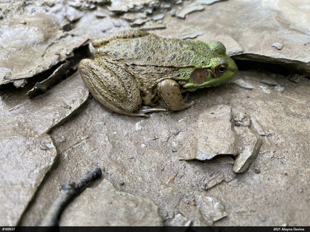 Green Frog