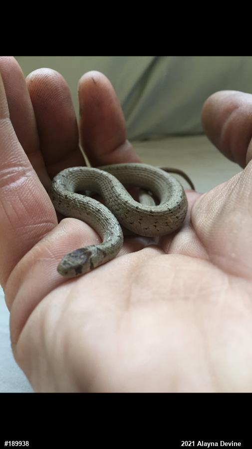 Dekay's Brownsnake