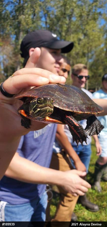 Painted Turtle