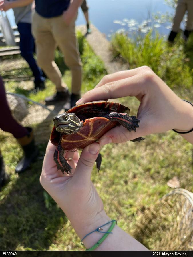 Painted Turtle