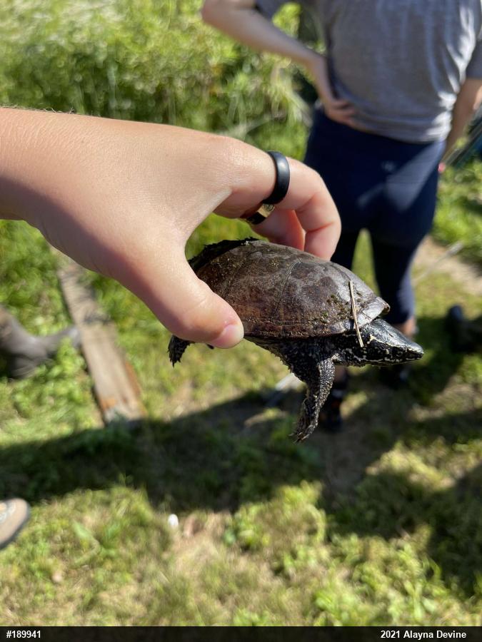 Eastern Musk Turtle