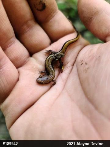 Allegheny Mountain Dusky Salamander